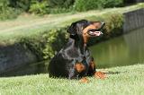 DOBERMANN 112